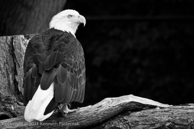 American Bald Eagle American Bald Eagle